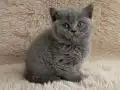 Muhteşem British Shorthair Yavrular 