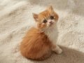 Muhteşem Red ve Red Bicolor British Longhair Yavrular 