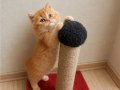 Muhteşem Red ve Red Bicolor British Longhair Yavrular 