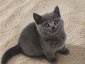 Mükemmel British Shorthair Blue ve Blue Point Yavrular 