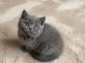 Mükemmel British Shorthair Blue ve Blue Point Yavrular 