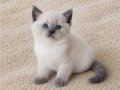 Mükemmel British Shorthair Blue ve Blue Point Yavrular 