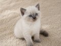 Mükemmel British Shorthair Blue ve Blue Point Yavrular 