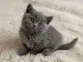 Mükemmel British Shorthair Blue ve Blue Point Yavrular 