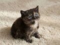 Mükemmel British Shorthair Blue ve Blue Point Yavrular 