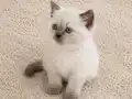 Mükemmel British Shorthair Blue ve Blue Point Yavrular 