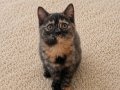 Mükemmel British Shorthair Blue ve Blue Point Yavrular 