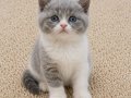 Muhteşem British Shorthair Dişi ve Erkek Yavrular 