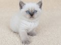 Muhteşem British Shorthair Dişi ve Erkek Yavrular 