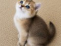 Muhteşem British Shorthair Dişi ve Erkek Yavrular 