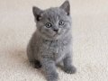 Muhteşem British Shorthair Dişi ve Erkek Yavrular 