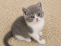 Muhteşem British Shorthair Dişi ve Erkek Yavrular 
