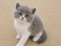 Muhteşem British Shorthair Dişi ve Erkek Yavrular 