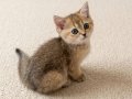 Muhteşem British Shorthair Dişi ve Erkek Yavrular 