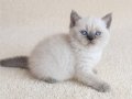 Muhteşem British Shorthair Dişi ve Erkek Yavrular 