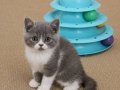 Muhteşem British Shorthair Dişi ve Erkek Yavrular 