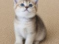 Muhteşem British Shorthair Dişi ve Erkek Yavrular 