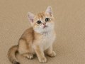 Muhteşem British Shorthair Golden Blue ve Bicolor Yavrular 