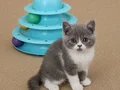 Muhteşem British Shorthair Golden Blue ve Bicolor Yavrular 
