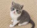 Muhteşem British Shorthair Golden Blue ve Bicolor Yavrular 