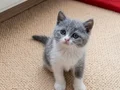 Muhteşem British Shorthair Golden Blue ve Bicolor Yavrular 