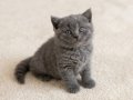 Muhteşem British Shorthair Golden Blue ve Bicolor Yavrular 