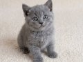 Muhteşem British Shorthair Golden Blue ve Bicolor Yavrular 