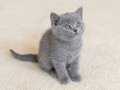 Muhteşem British Shorthair Golden Blue ve Bicolor Yavrular 