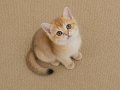 Muhteşem British Shorthair Golden Blue ve Bicolor Yavrular 