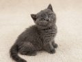 Muhteşem British Shorthair Golden Blue ve Bicolor Yavrular 