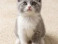 Muhteşem British Shorthair Golden Blue ve Bicolor Yavrular 