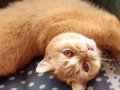 4 Yaşında British Shorthair Lilac ve Red Dişi Kediler