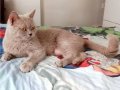 4 Yaşında British Shorthair Lilac ve Red Dişi Kediler