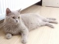 4 Yaşında British Shorthair Lilac ve Red Dişi Kediler