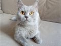 4 Yaşında British Shorthair Lilac ve Red Dişi Kediler