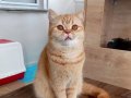 4 Yaşında British Shorthair Lilac ve Red Dişi Kediler