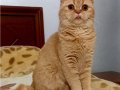 4 Yaşında British Shorthair Lilac ve Red Dişi Kediler