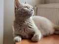 4 Yaşında British Shorthair Lilac ve Red Dişi Kediler
