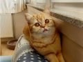 4 Yaşında British Shorthair Lilac ve Red Dişi Kediler