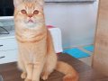 4 Yaşında British Shorthair Lilac ve Red Dişi Kediler