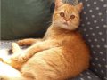 4 Yaşında British Shorthair Lilac ve Red Dişi Kediler
