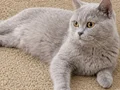 Yetişkin Red ve Lilac British Shorthair kısır dişi kediler