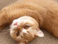Yetişkin Red ve Lilac British Shorthair kısır dişi kediler