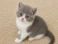 Muhteşem British Shorthair Blue, Bicolor ve Golden yavrular
