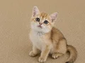 Muhteşem British Shorthair Blue, Bicolor ve Golden yavrular