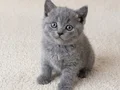 Muhteşem British Shorthair Blue, Bicolor ve Golden yavrular