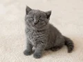Muhteşem British Shorthair Blue, Bicolor ve Golden yavrular