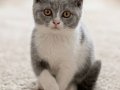 Mükemmel British Shorthair Blue Bicolor Dişi Yavrular 