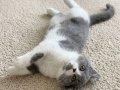 Mükemmel British Shorthair Blue Bicolor Dişi Yavrular 