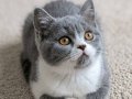 Mükemmel British Shorthair Blue Bicolor Dişi Yavrular 